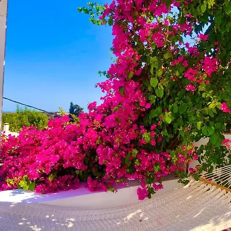 The Summer Pink House 拉卡尼亚