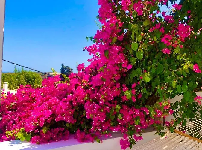 The Summer Pink House لاخنيا